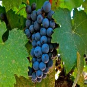 Tüplü İçi Kırmızı Alicante Bousche Üzüm Fidanı - 2