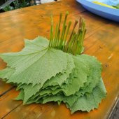 Çardaklık Yapralık Meyve Vermeyen Üzüm Fidanı thumbnail 3