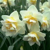 Kokulu White Lion Nergis Çiçeği Soğanı (5 adet) - 6