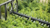 Bosch UniversalHedgeCut 50 Çit Kesme Makinesi - 06008C0501 - 2