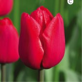 Ile De France Kırmızı Renkli İri Kafa İthal Lale Soğanı (5 adet) - 1