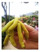 3 YAŞ TÜPLÜ BEYAZ PAKİSTAN  ŞAH DUT FİDANI BOY 170-200 CM - 1