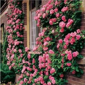 Koyu Pembe Yediveren Sarmaşık Gül Fidanı 20-40 Cm thumbnail 1