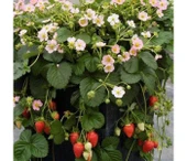 Çilek 100 ADET ÇİLEK FİDESİ YEDİVEREN SOĞUK İKLİM 12 AY DİKİM YAPILABİLİR thumbnail 5