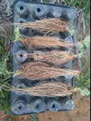 Çilek 100 ADET ÇİLEK FİDESİ YEDİVEREN SOĞUK İKLİM 12 AY DİKİM YAPILABİLİR thumbnail 2