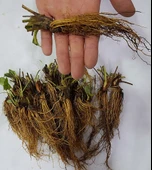 Çilek 100 ADET ÇİLEK FİDESİ YEDİVEREN SOĞUK İKLİM 12 AY DİKİM YAPILABİLİR thumbnail 3