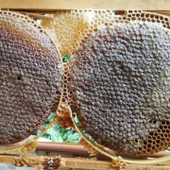 Petek bal 1kg - 2