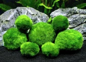 Marimo Moss Ball 2 - 3 cm 2 adet - 2