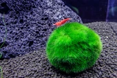 Marimo Moss Ball 2 - 3 cm 2 adet - 1