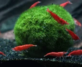 Marimo Moss Ball 2 - 3 cm 4 adet - 2
