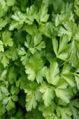 LitaeTrend Maydanoz Tohumu 25 Gr - 2