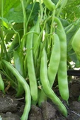 LitaeTrend Fasulye Tohumu 50 Gr - 2