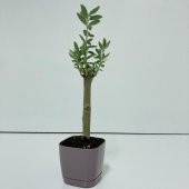Mor Lüx Saksıda Hediyelik Minyatür Bonsai Zeytin Fidanı (Ücretsiz Kargo) - 1