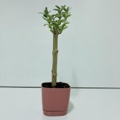 Pembe Lüx Saksıda Hediyelik Minyatür Bonsai Zeytin Fidanı (Ücretsiz Kargo) - 1