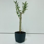 Siyah Lüx Saksıda Hediyelik Minyatür Bonsai Zeytin Fidanı (Ücretsiz Kargo) - 1
