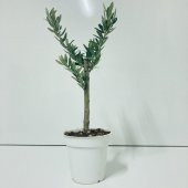 Beyaz 13lük Saksıda Hediyelik Minyatür Bonsai Zeytin Fidanı (Ücretsiz Kargo) - 1