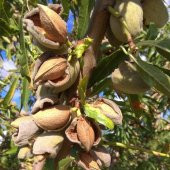 Tüplü Yarı Bodur Milk Miss Elizabeth Süt Badem Fidanı - 1