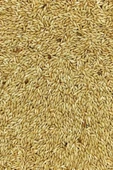 LitaeTrend Doğal Taze Kanarya Sade Kuş Yemi - 5 kg - 3
