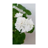 Beyaz Sardünya Fidesi Fidanı 10-20 cm thumbnail 2