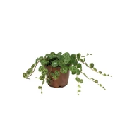 Peperomia Prostrata (Kaplumbağa Kabuğu Çiçeği) thumbnail 1