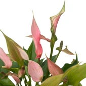 Anthurium Andreanum 'Lilli' (Flamingo Çiçeği) thumbnail 2