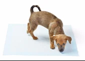 Yıkanabilir Köpek Çiş Pedi - 100 X 100 Cm 5li Paket EVV-81780 thumbnail 4