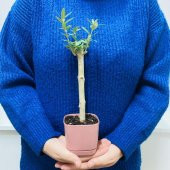 Pembe Lüx Saksıda Bonsaiye Uygun Hediyelik Zeytin Fidanı (Bedava Kargo) thumbnail 3