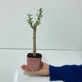 Pembe Lüx Saksıda Bonsaiye Uygun Hediyelik Zeytin Fidanı (Bedava Kargo) thumbnail 6