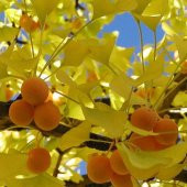 Tüplü Mabet Ağacı Ginkgo Biloba‏ Fidanı (5-15 Cm Boyunda) - 1
