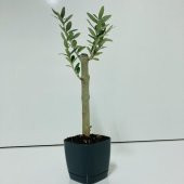 Siyah Lüx Saksıda Bonsaiye Uygun Hediyelik Zeytin Fidanı (Bedava Kargo) thumbnail 9