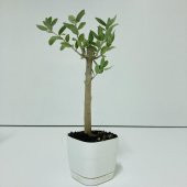 Beyaz Lüx Saksıda Bonsaiye Uygun Hediyelik Zeytin Fidanı - 1