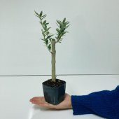 Siyah Lüx Saksıda Bonsaiye Uygun Hediyelik Zeytin Fidanı thumbnail 2