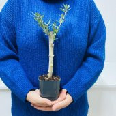 Siyah Lüx Saksıda Bonsaiye Uygun Hediyelik Zeytin Fidanı thumbnail 3