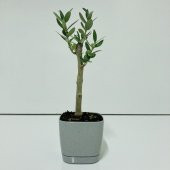 Gri Lüx Saksıda Bonsaiye Uygun Hediyelik Zeytin Fidanı - 1