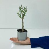 Gri Lüx Saksıda Bonsaiye Uygun Hediyelik Zeytin Fidanı - 3