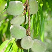 Tüplü Aşılı Yarıbodur Kuraklığa Dayanıklı Victor Churchill Badem Fidanı thumbnail 1