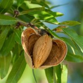 Tüplü Aşılı Yarıbodur Verimli Miss Elizabeth Süt Badem Fidanı - 3