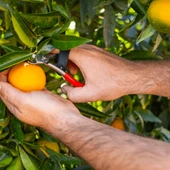 330 MEYVE HASAT MAKASI thumbnail 6