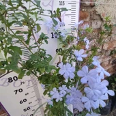 Mavi Yasemin (Plumbago auriculata) - Zarif ve Renkli Çiçekli Bitki - 3