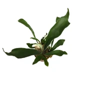 Platycerium Bifurcatum (Geyik Boynuzu) thumbnail 2