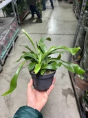 Platycerium Bifurcatum (Geyik Boynuzu) thumbnail 3