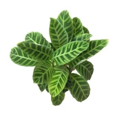 Calathea Zebrina (Dua Çiçeği) thumbnail 2