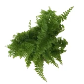 Nephrolepis Exaltata (Aşk Merdiveni) thumbnail 2