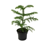 Araucaria Heterophylla (Salon Çamı) thumbnail 1