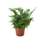 Nephrolepis Exaltata (Aşk Merdiveni) thumbnail 1