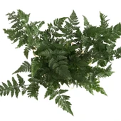 Humata Tyermanii (Eğrelti Otu) thumbnail 2