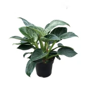 Philodendron 'Birkin' thumbnail 1