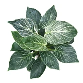 Philodendron 'Birkin' thumbnail 2