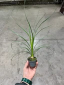 Beaucarnea Recurvata (Nolina Fil Ayağı Bitkisi) thumbnail 3