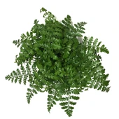 Asplenium Parvati (Eğrelti Otu) thumbnail 2